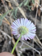 Erigeron longipes