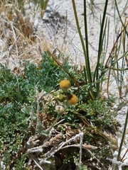 Artemisia potentilloides