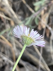 Erigeron longipes