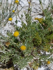 Artemisia potentilloides