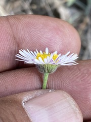 Erigeron longipes