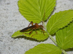 Hyalymenus longispinus