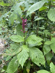 Odontonema callistachyum