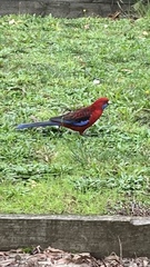 Platycercus elegans
