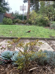 Platycercus elegans