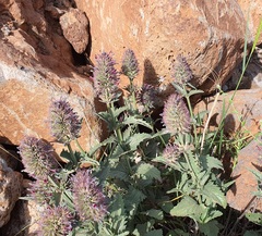 Nepeta trachonitica