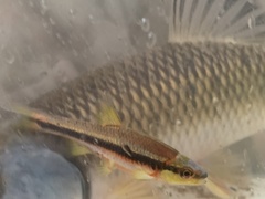 Notropis lutipinnis