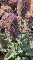 Nepeta trachonitica