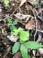 Pyrola elliptica