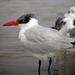 Caspian Tern - Photo (c) Len Blumin, some rights reserved (CC BY-NC-ND)
