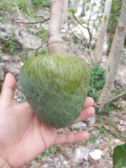 Annona reticulata