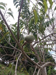 Annona reticulata