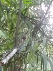 Cantorchilus modestus