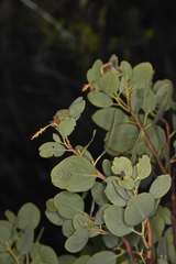 Arctostaphylos mewukka