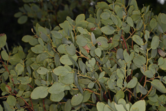 Arctostaphylos mewukka