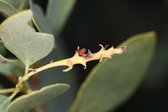 Arctostaphylos mewukka