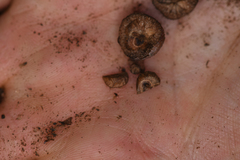 Arctostaphylos mewukka