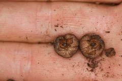 Arctostaphylos mewukka