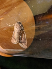 Noctua pronuba