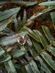 Argiope