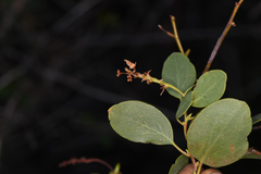 Arctostaphylos mewukka