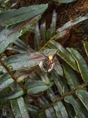 Argiope