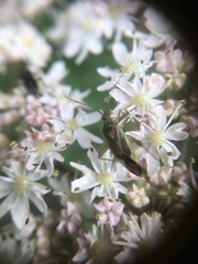 Closterotomus trivialis