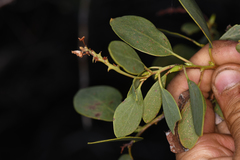 Arctostaphylos mewukka