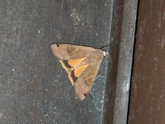Noctua pronuba