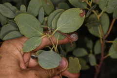 Arctostaphylos mewukka