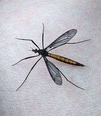 Nephrotoma altissima