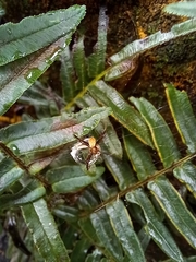Argiope