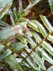 Argiope