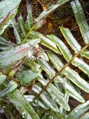 Argiope