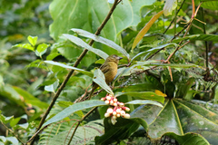 Chlorothraupis stolzmanni