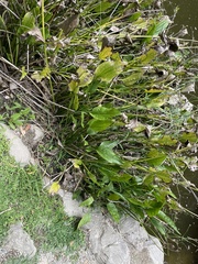 Echinodorus berteroi