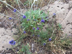 Gilia capitata chamissonis