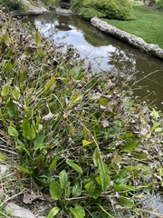 Echinodorus berteroi