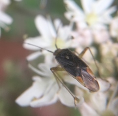 Closterotomus trivialis