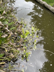 Echinodorus berteroi