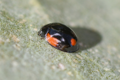 Exochomus californicus