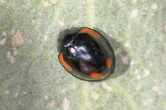 Exochomus californicus