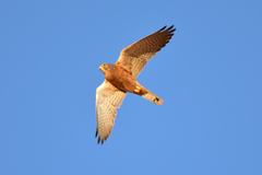 Rock Kestrel photo 4