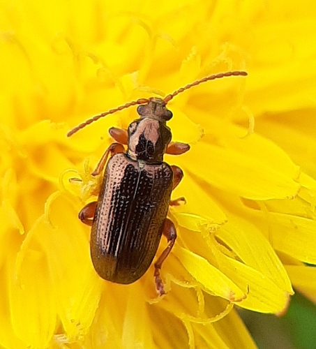 Red Aquatic Leaf Beetle photo 2