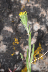 Rigiopappus leptocladus