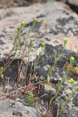 Rigiopappus leptocladus