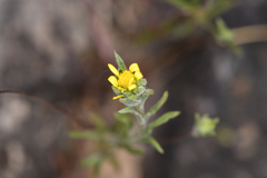 Rigiopappus leptocladus