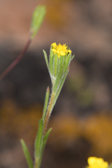 Rigiopappus leptocladus