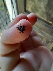 Hasarius adansoni