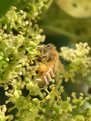 Apis mellifera